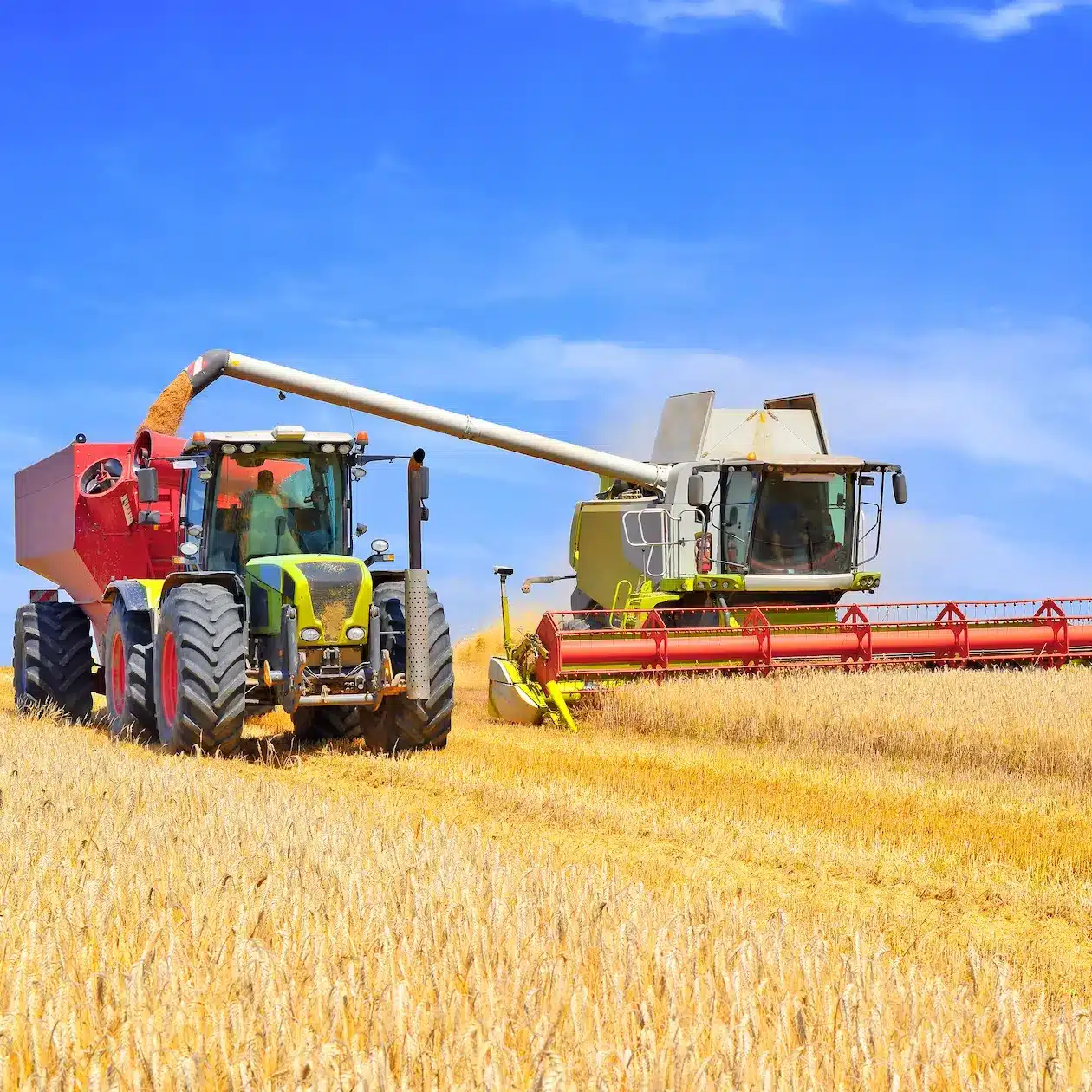 A combine harvester and tracker pulling a bin work together to harvst the gran crop
