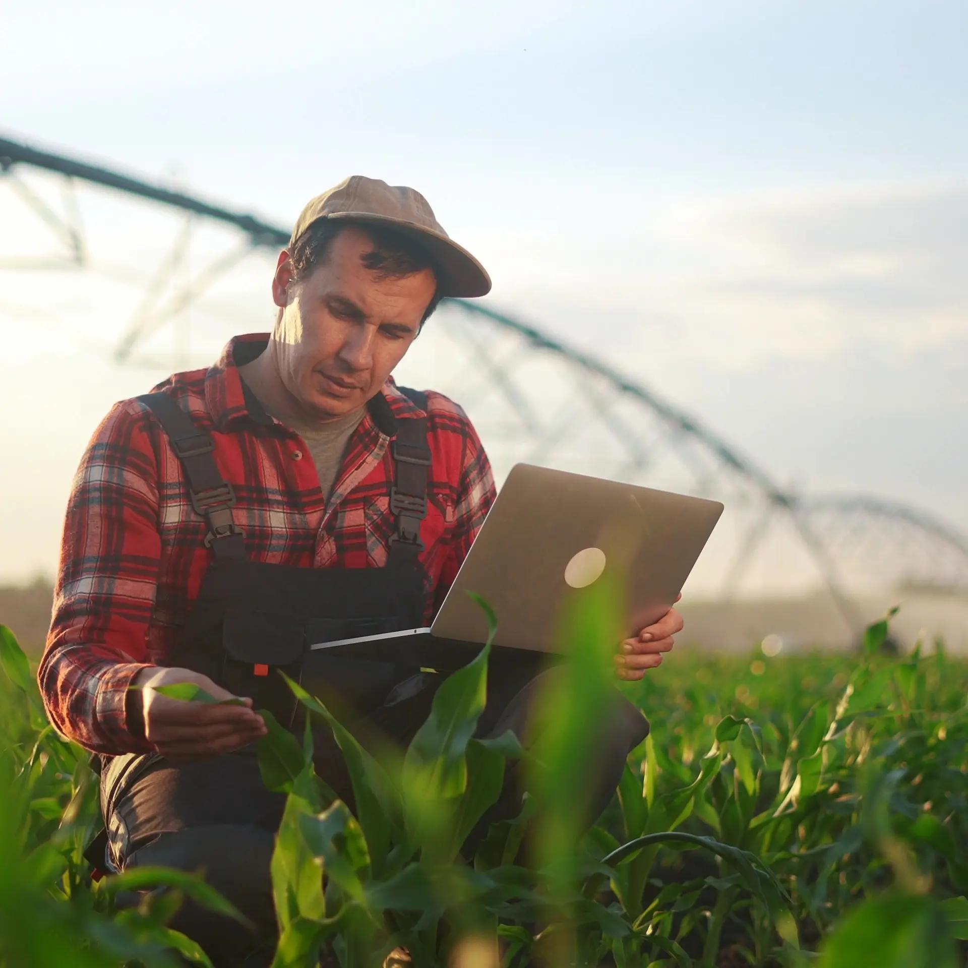 A farmer checks his irrigation throughput on his laptop while squatting down in his crop at sunset.
